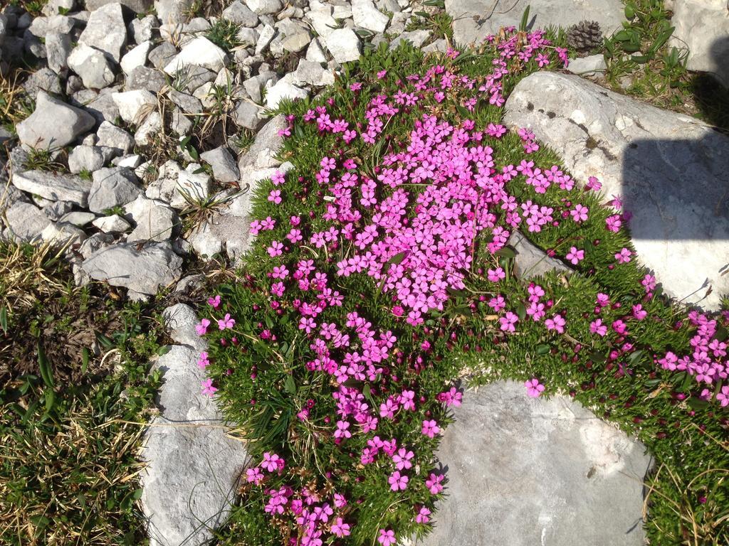 Alte Zimmerei - Lofer Esterno foto